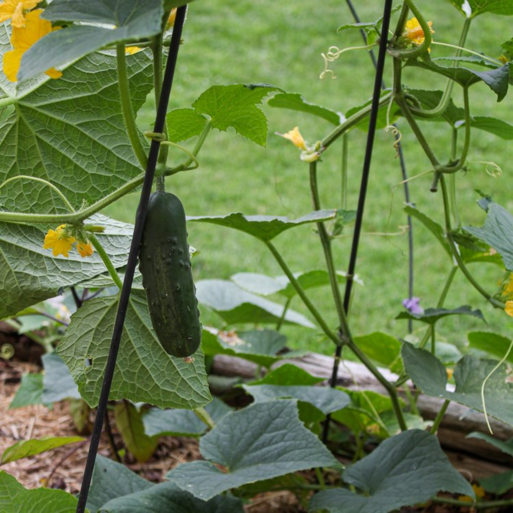 Fleur-De-Lis Garden Trellises - The Well Appointed House