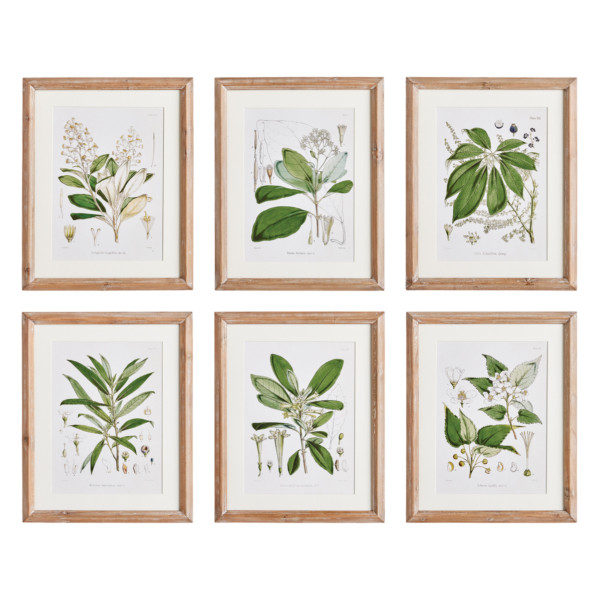 Set of Six Framed Classic Flower & Leaf Study Prints Wall Art – The ...