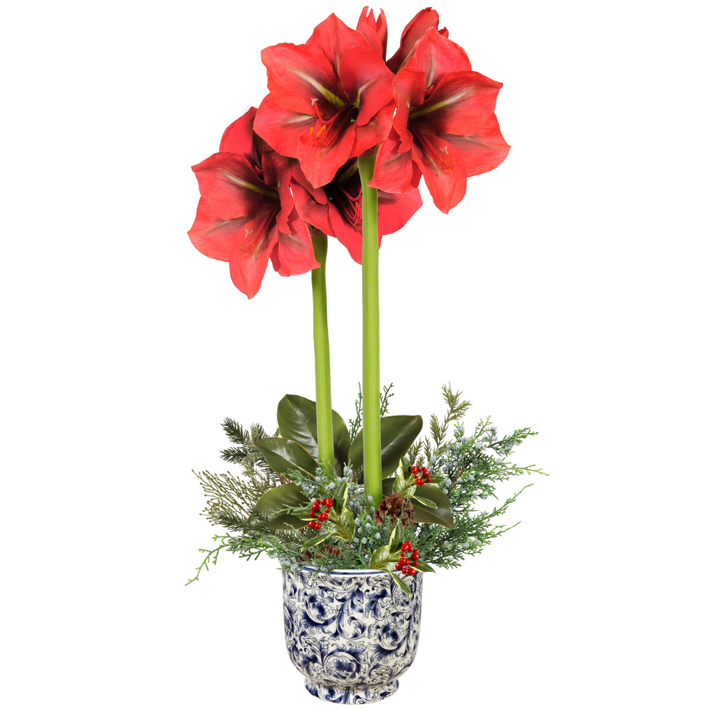 Holiday Amaryllis Arrangement 26" - The Well Appointed House 