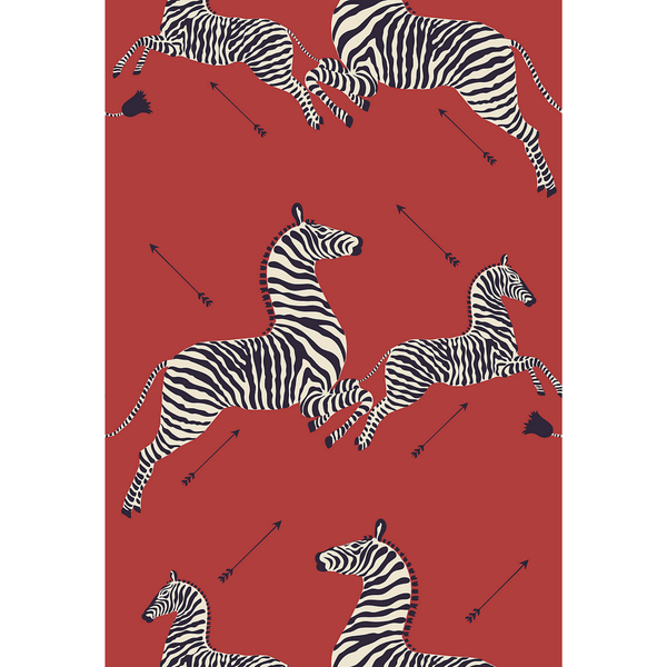 Are you looking for zebra wallpaper? - Wallpaper