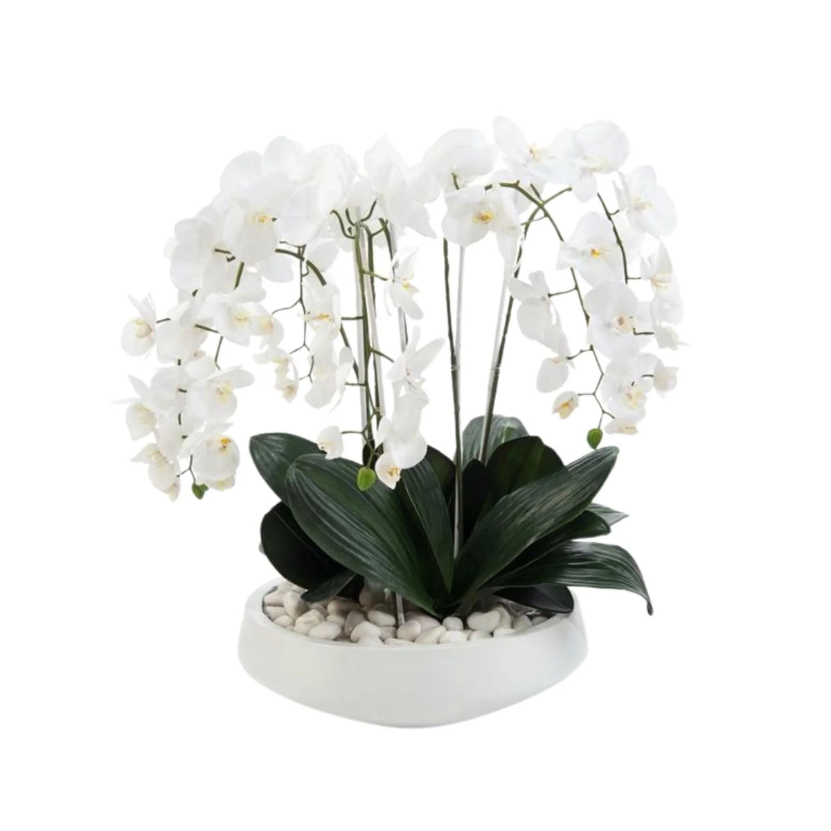 White Phalaenopsis in White Pottery Bowl – The Well Appointed House